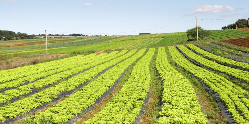 PROJETO GRATUITO DE CAPACITAO PARA AGRICULTORES DO ALTO TIET  SAIBA MAIS!